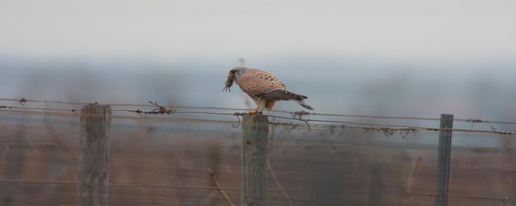 Bird with mice